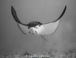 Curious and photogenic Eagleray approaching within 2 feet... by Carsten Kalkman 